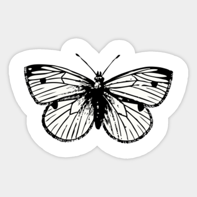 LIMITED EDITION. Exclusive Cabbage Moth - Cabbage Moth ...