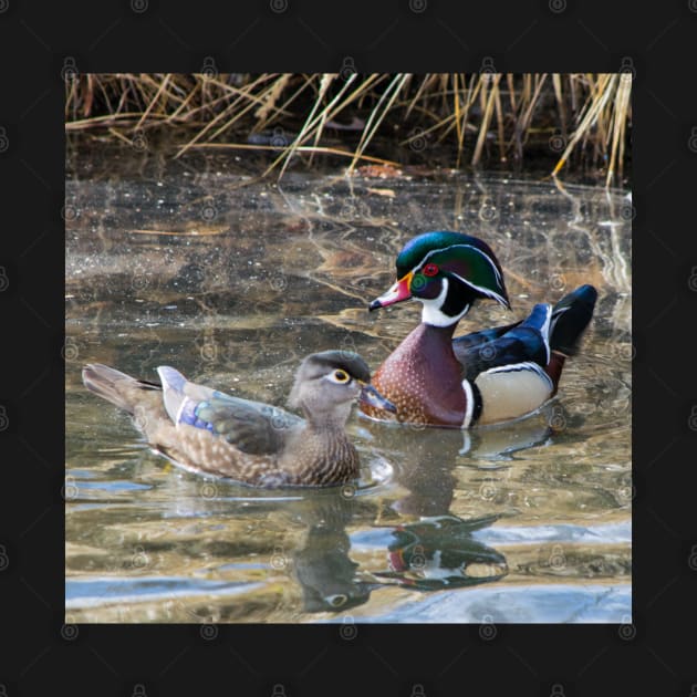 Wood ducks by CanadianWild418