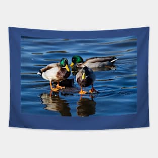 Mallard reflections Tapestry