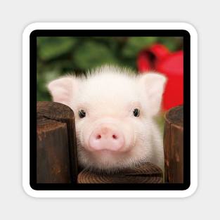 Piglets That Are Even Cuter Than Kittens 2 Magnet