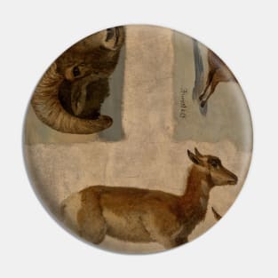 Study of Bighorn Sheep and Antelope by Albert Bierstadt Pin