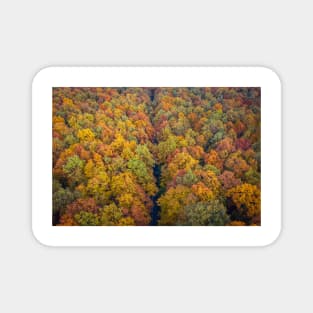 Aerial view of road through colorful autumn forest Magnet