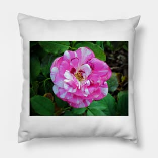 Striped Rose Pillow