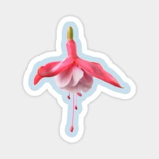 Fuchsia Magnet