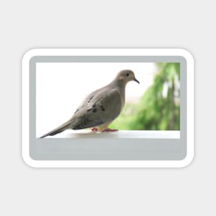 Mourning Dove No.3 Magnet