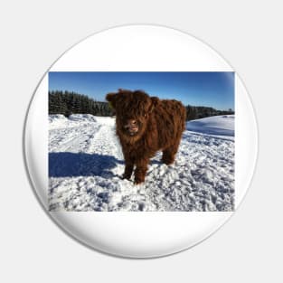 Scottish Highland Cattle Calf 1715 Pin