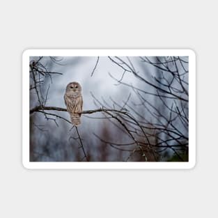 Barred Owl Magnet