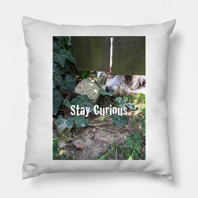 Stay Curious Pillow by seacucumber