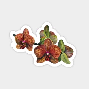 Orange and Yellow Orchid Magnet