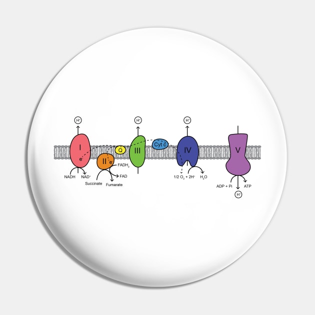 Electron Transport Chain Pin by ktmthrs