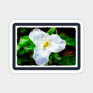 White Trillium 3 Magnet