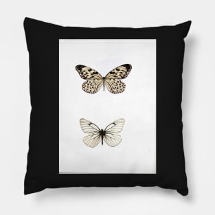 white butterfly butterflies natural history specimen insect, botanical graphic poster print Pillow