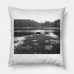 Pig Lake Pillow