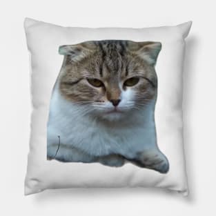 Cats Pillow