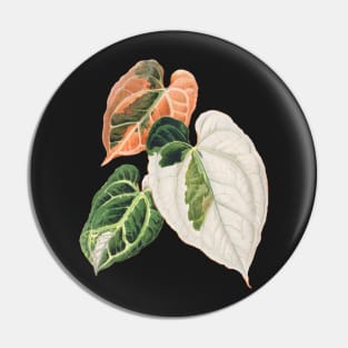 Variegated Anthurium crystallinum - Botanical Illustration Pin