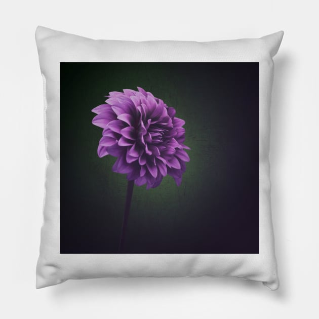 Dahlia Flower Pillow by JimDeFazioPhotography