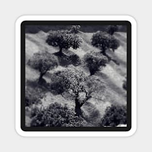 Olive Trees Magnet