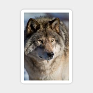 Timber Wolf Magnet