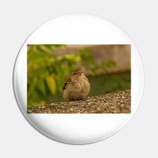 House Sparrow in Ljubljana, Slovenia Pin