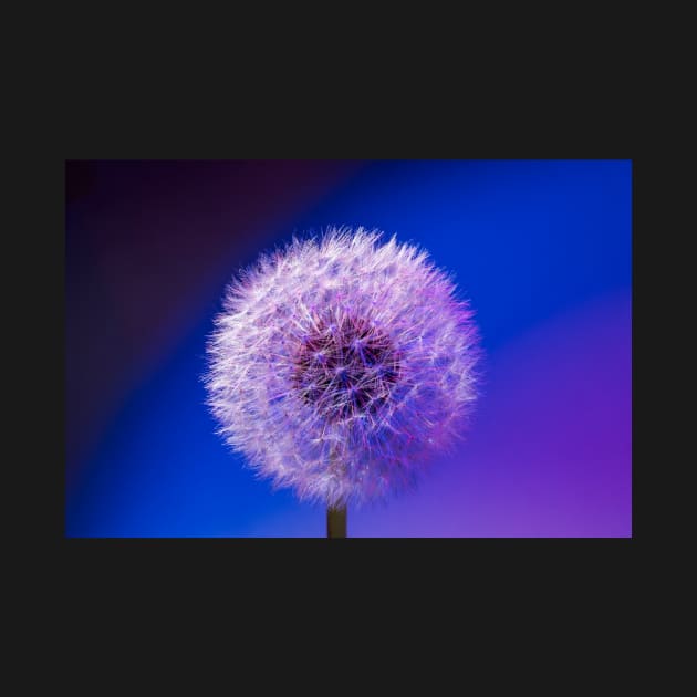 Single dandelion seed head close up by RosNapier