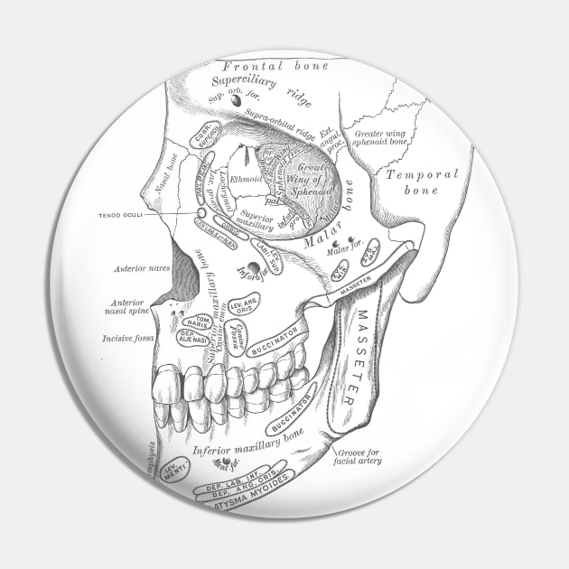 Antique Anatomy Papers Neck Gator Human Skull Anatomy Pin by DANPUBLIC