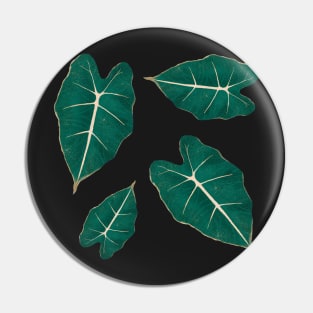 Monstera Leaf Alocasia Illustration Pin