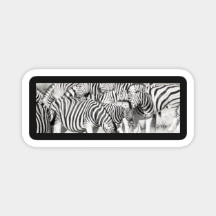 Zebra herd oblong black and white stripe full frame. Magnet