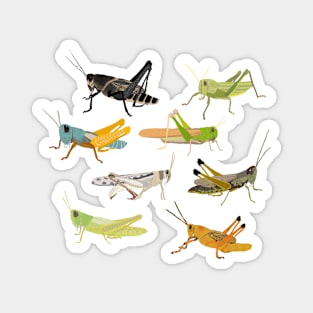 Grasshoppers Magnet