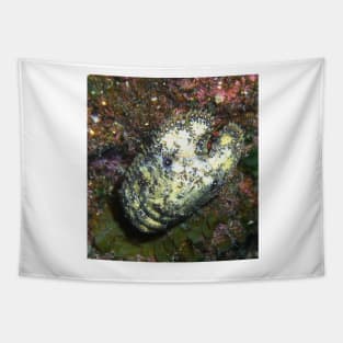 Sculptured Slipper Lobster on Coral Reef Tapestry