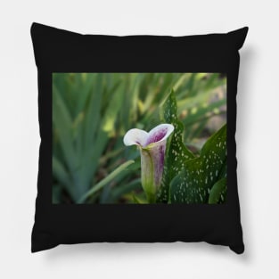 Calla Lilly With Dew Drop Pillow