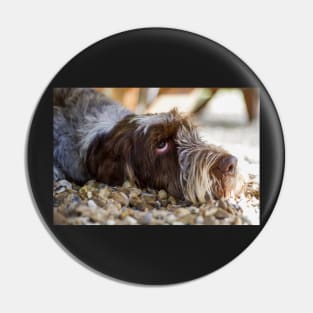 Looking up Spinone Pin