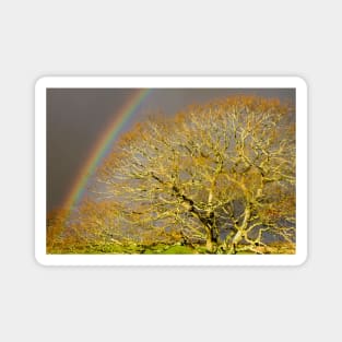 The Rainbow And The Oak Magnet