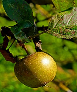 hanging apple Magnet