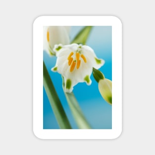 Leucojum aestivum  &#39;Gravetye Giant&#39;  AGM  Summer snowflake Magnet