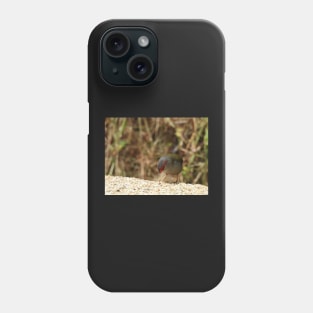 Red-browed Finch at Norton Summit eating Phone Case