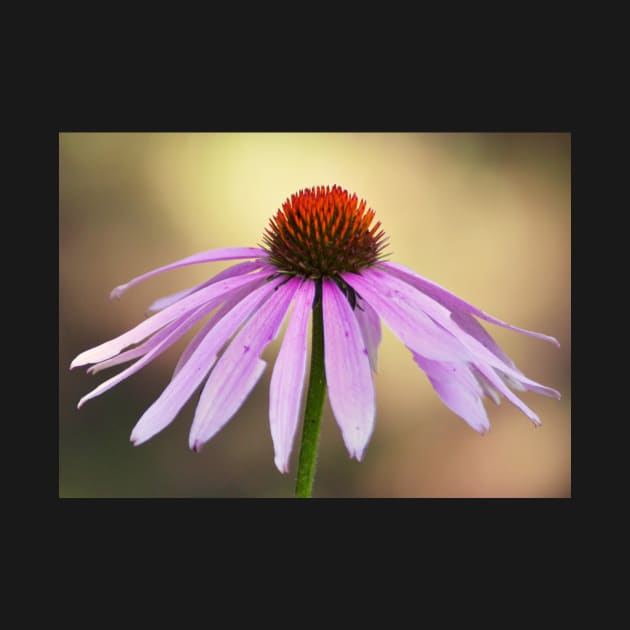 Coneflower by LaurieMinor