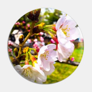 Photography - First hanami Pin