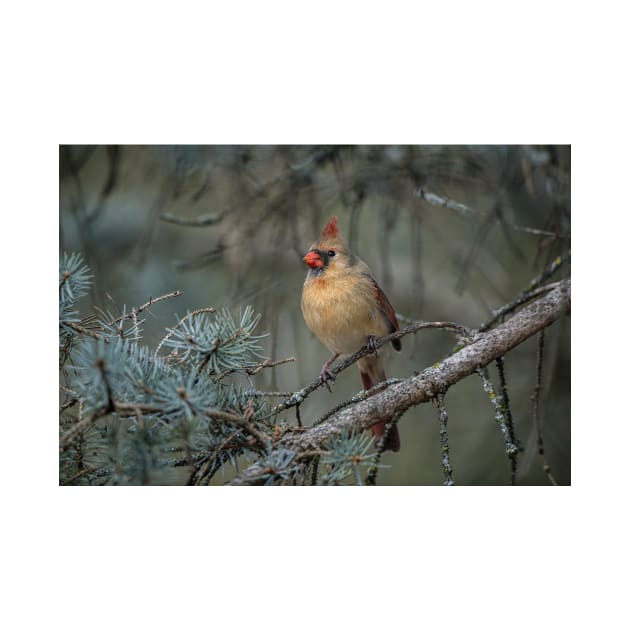 Female Northern Cardinal by jaydee1400