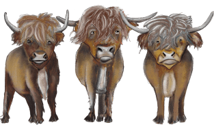 Scottish Highland cattle Magnet