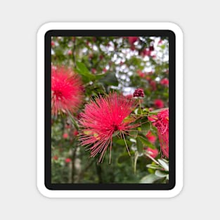 ohiʻa haʻole eucalyptus flower calliandra hawaii botanical garden Magnet