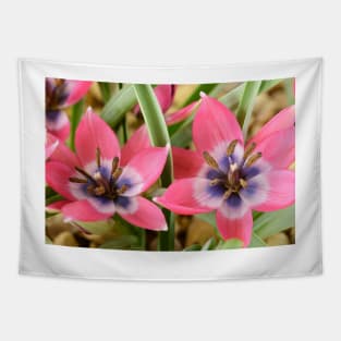 Tulipa  &#39;Little Beauty&#39;  AGM  Tulip  Miscellaneous tulip Tapestry