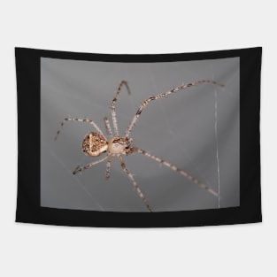 Mimetus eutypus spider Tapestry