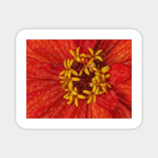 zinnia flower bloom in red and orange floral fantasy Magnet