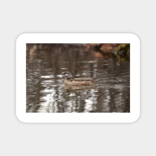 Female Wood Duck Magnet