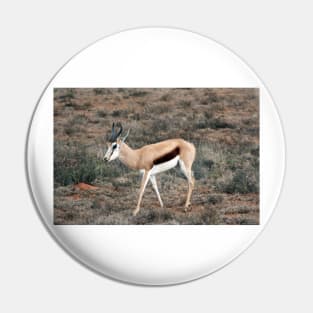 Springbok in South Africa Pin