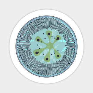 Diatom - Lindavia ocellata (green, artwork) Magnet