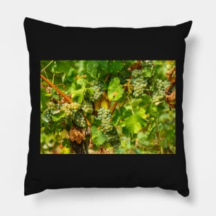 Ripening grapes on the vine Pillow