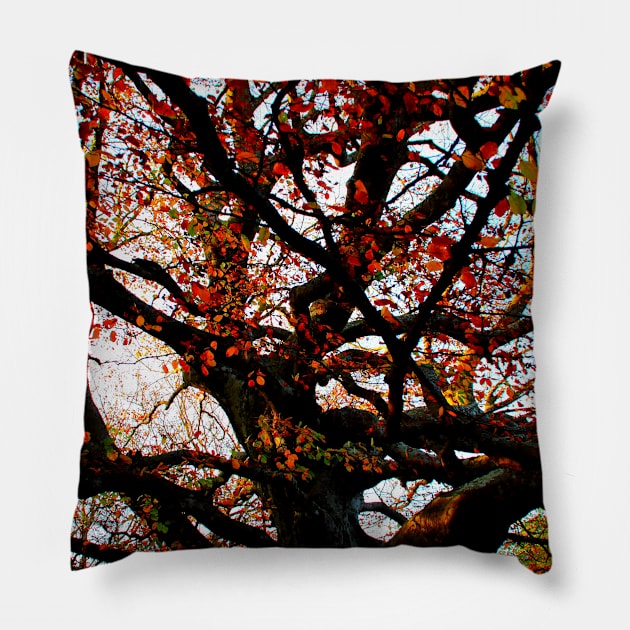 Bizarrely curved and interwoven branches of a beech tree with red leaves in Canfaito forest Pillow by KristinaDrozd