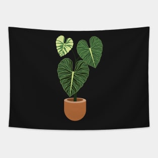 Anthurium regale rare plant Tapestry