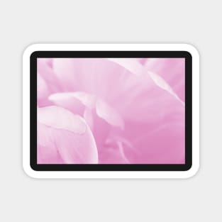 Peony Petals Magnet